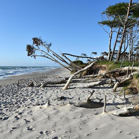 Strandhafer An Der Seebruecke Zingst Kültér fotó