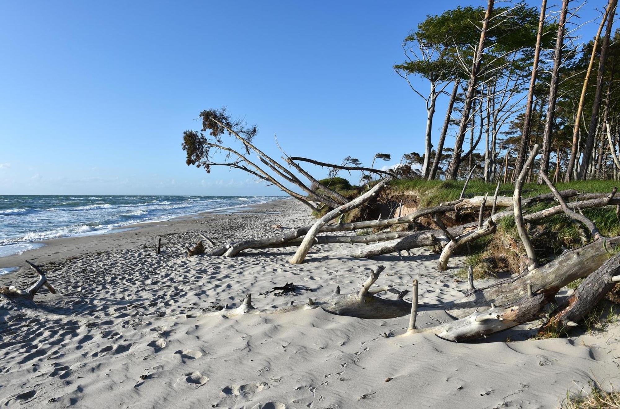 Strandhafer An Der Seebruecke Zingst Kültér fotó